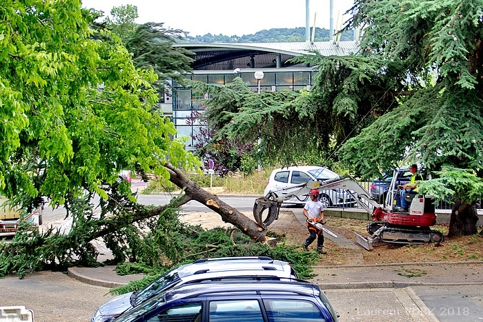 Chantier de rénovation de la place de l'Hôtel de Ville de Sotteville-lès-Rouen : abattage des arbres