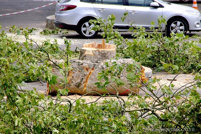 Travaux de rénovation de la place de l'Hôtel de Ville de Sotteville-lès-Rouen : abattage des arbres