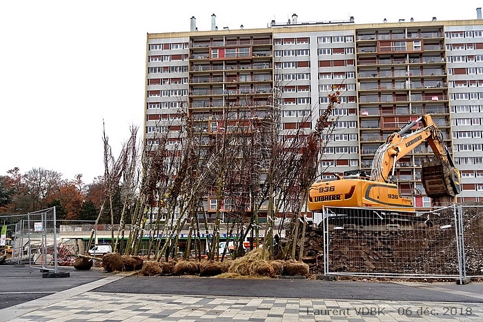 Les arbres sont arrivés, prêts à être plantés !