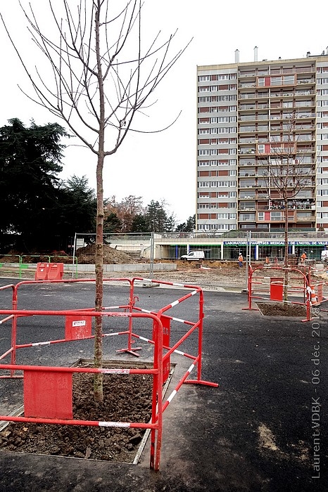 Plantation des premiers arbres à Sotteville-lès-Rouen