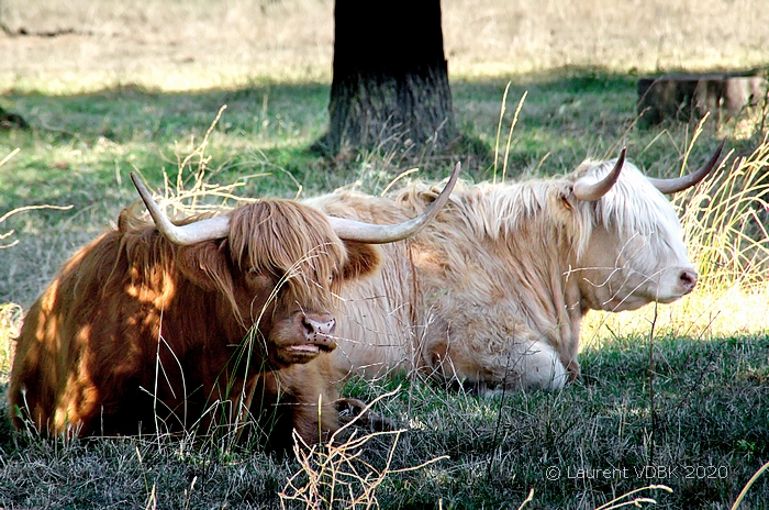 Vaches sur le remblai de l'ile du Jonquay, quartier d'Eauplet à Sotteville-lès-Rouen